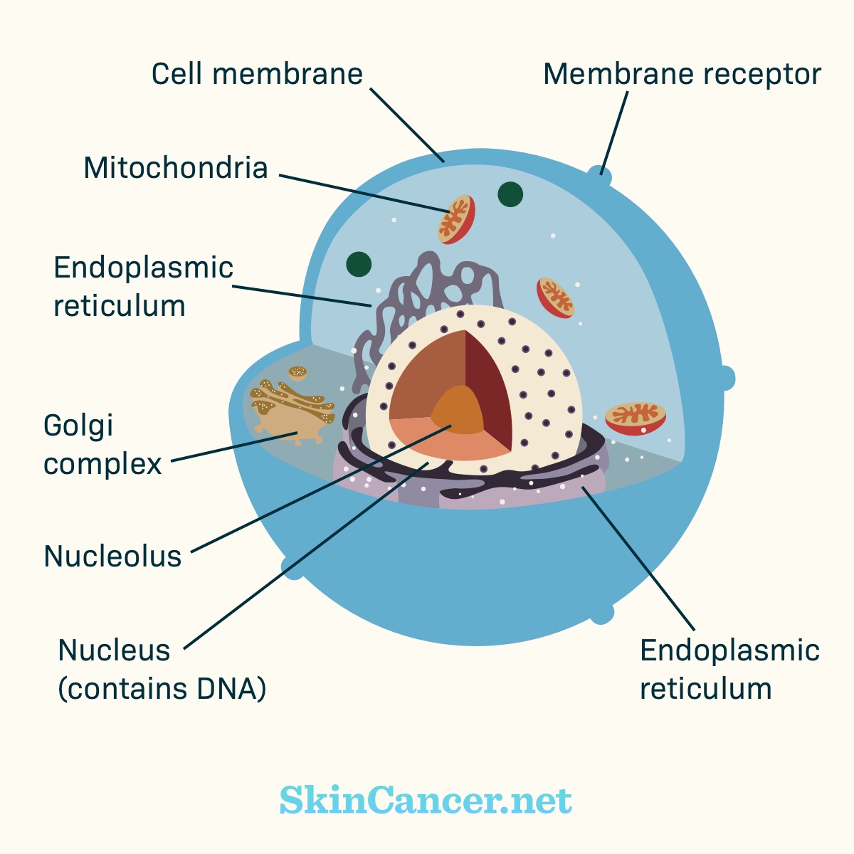 Skin Cancer Diagram