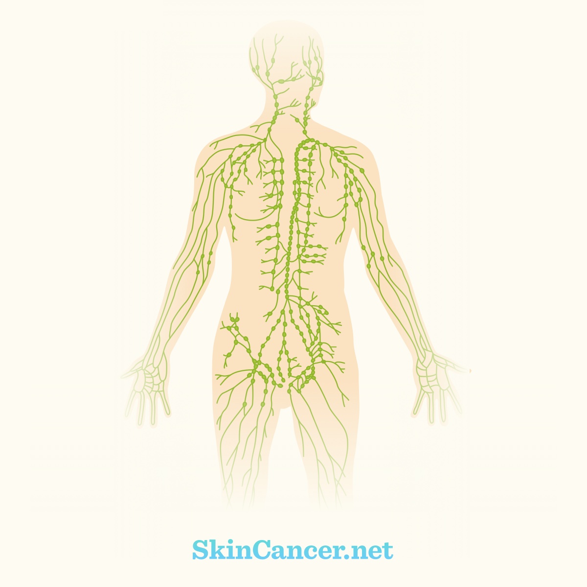 The outline of a body is laced with green lymph nodes and vessels