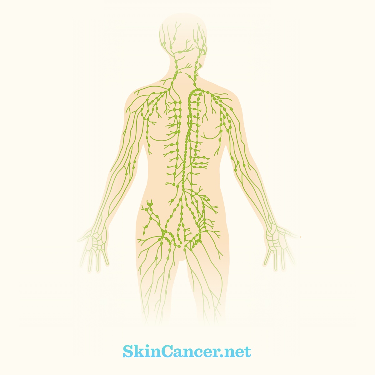 Lymph nodes and vessels