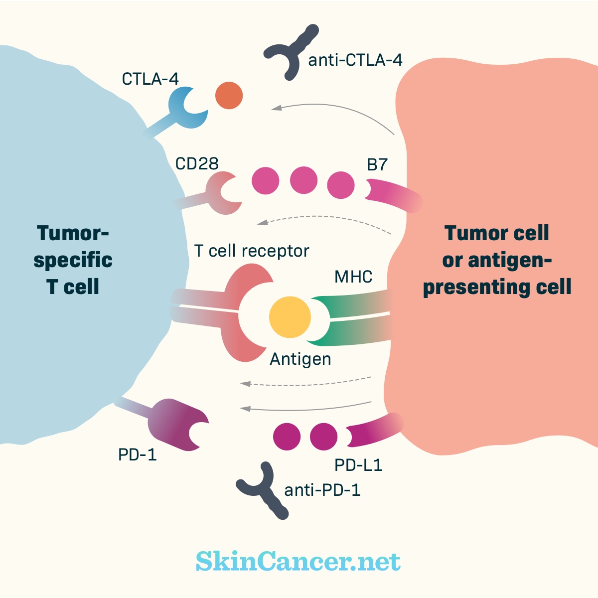 A tumor specific T-cell and tumor or antigen-presenting cell communicating