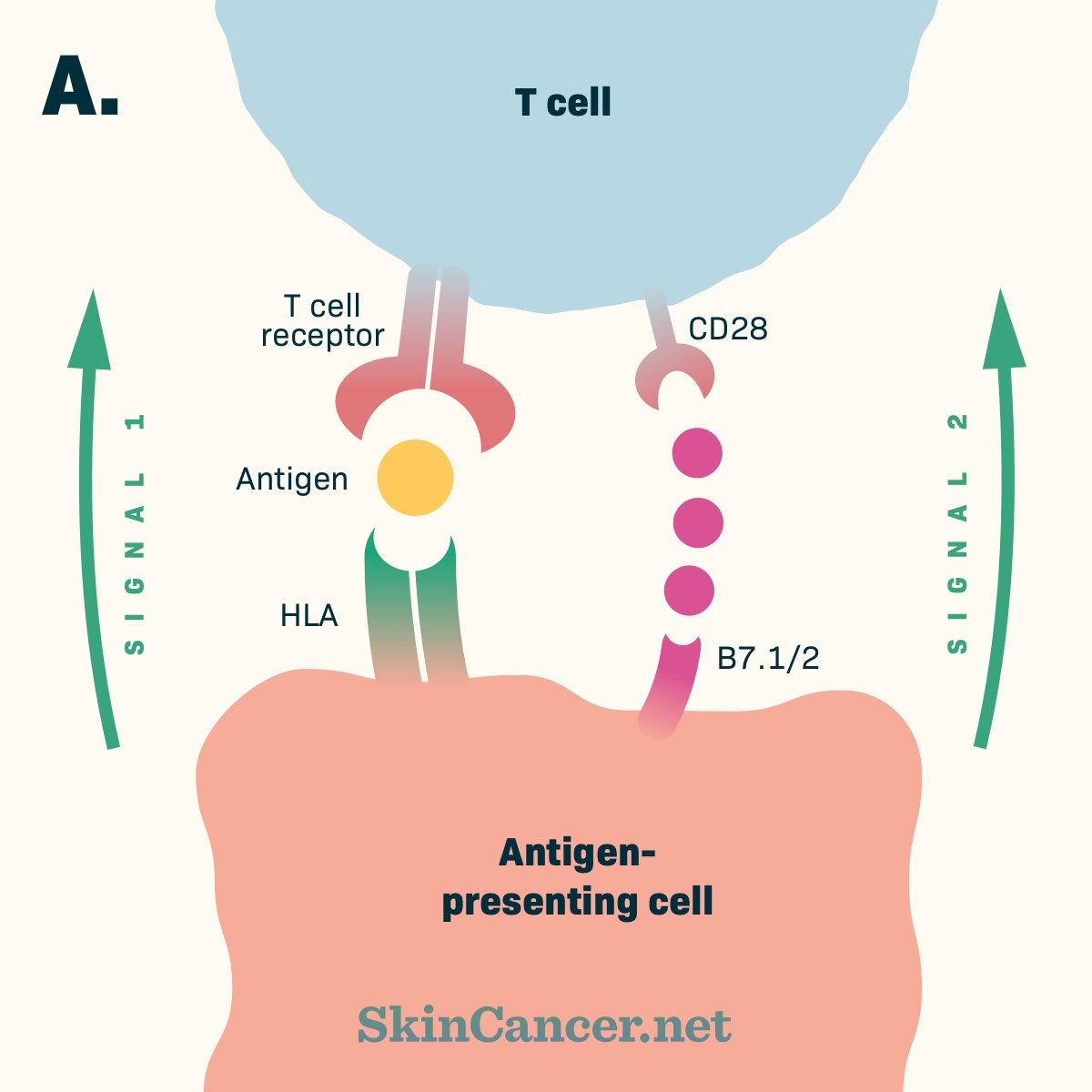 Ipilimumab