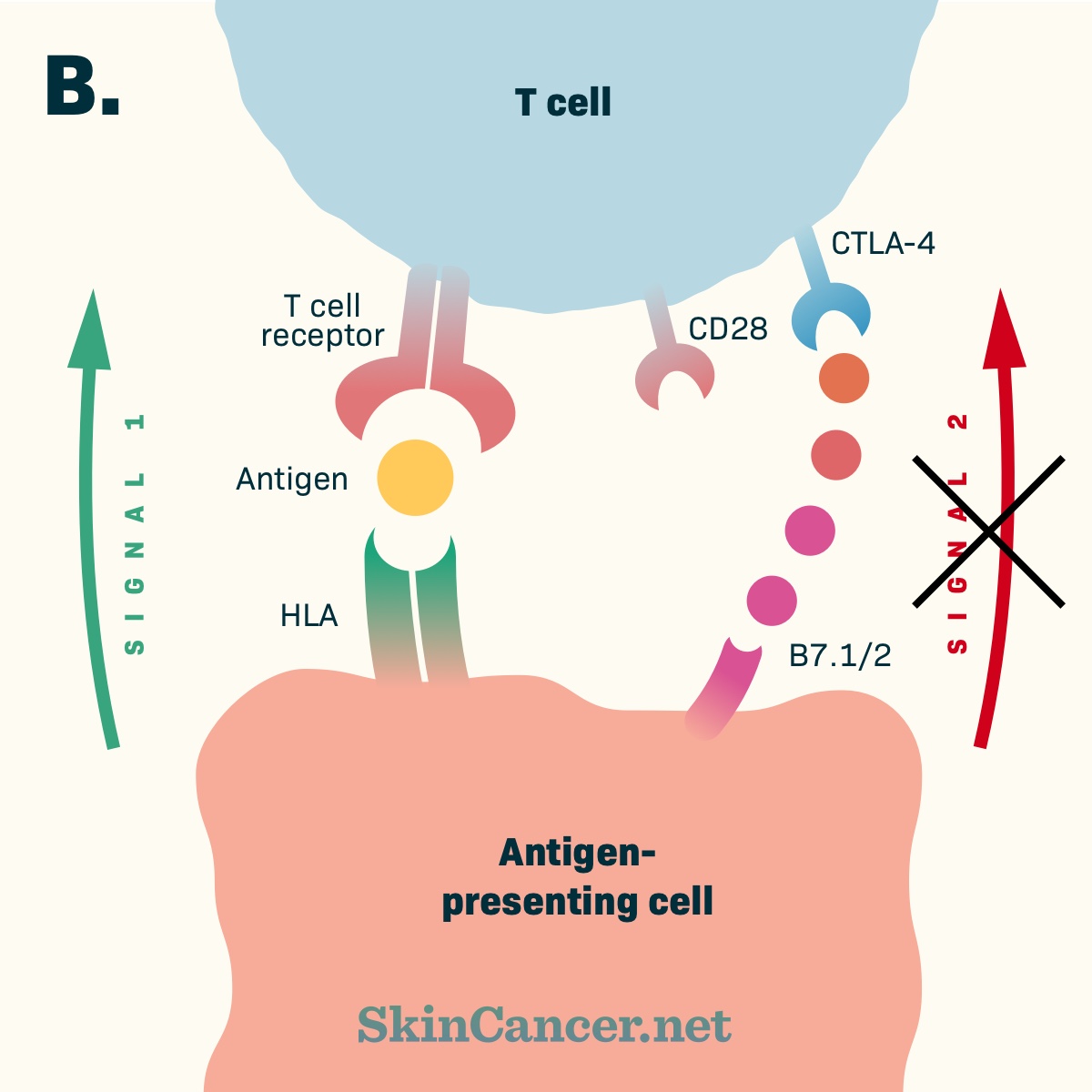 Ipilimumab