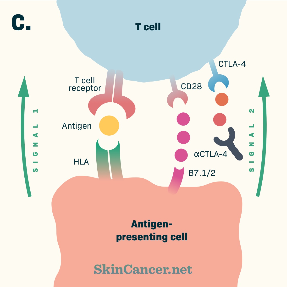 Ipilimumab