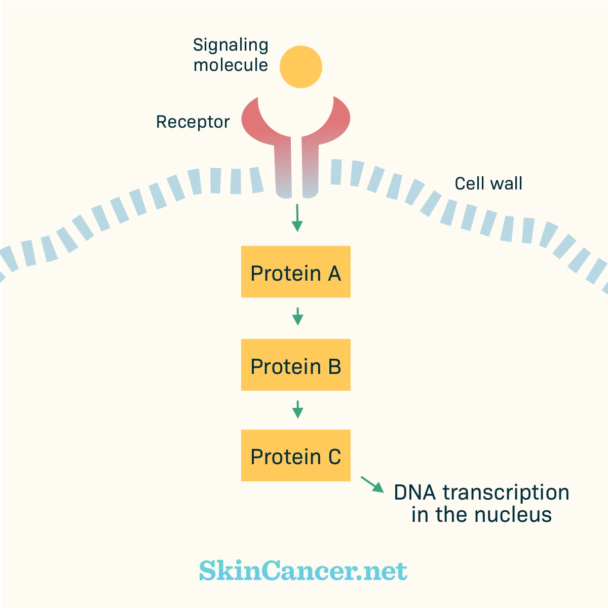 Showing how cell signaling interact with different proteins which change the DNA transcription