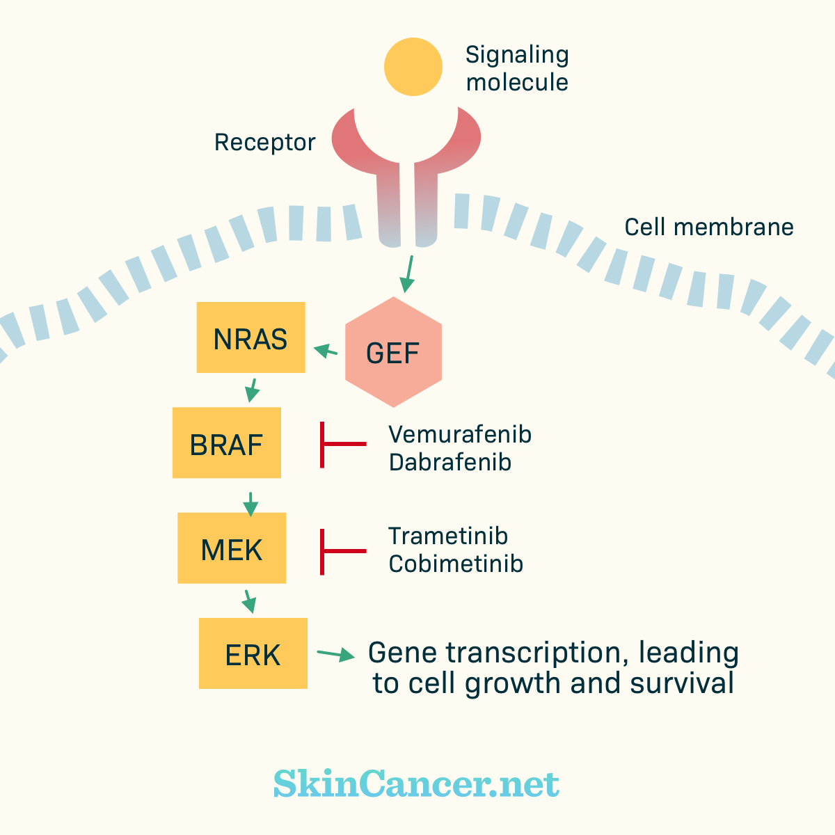 Skin Cancer Genetic Mutations Understanding The Causes 