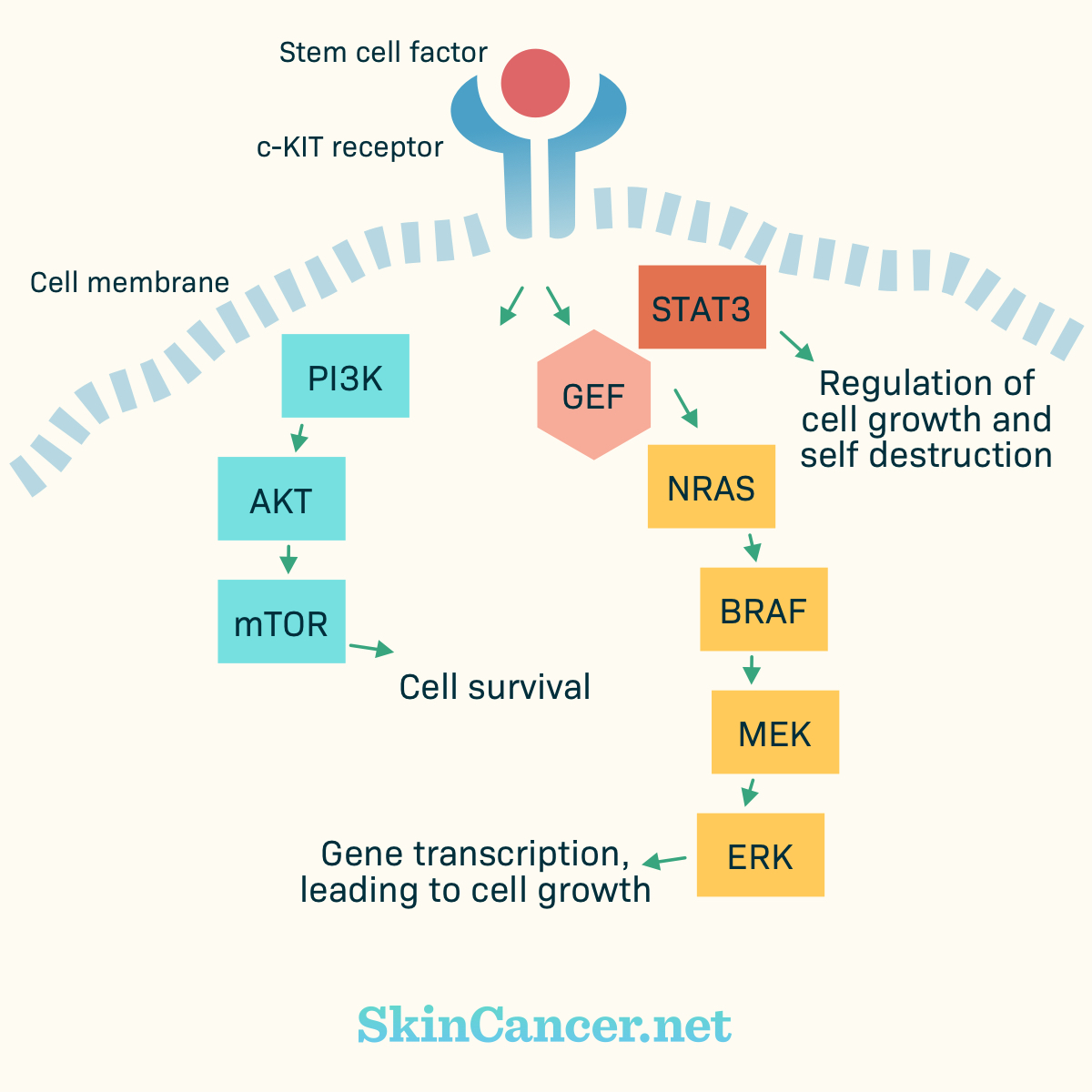 The stem cell factor and C-KIT pathway.